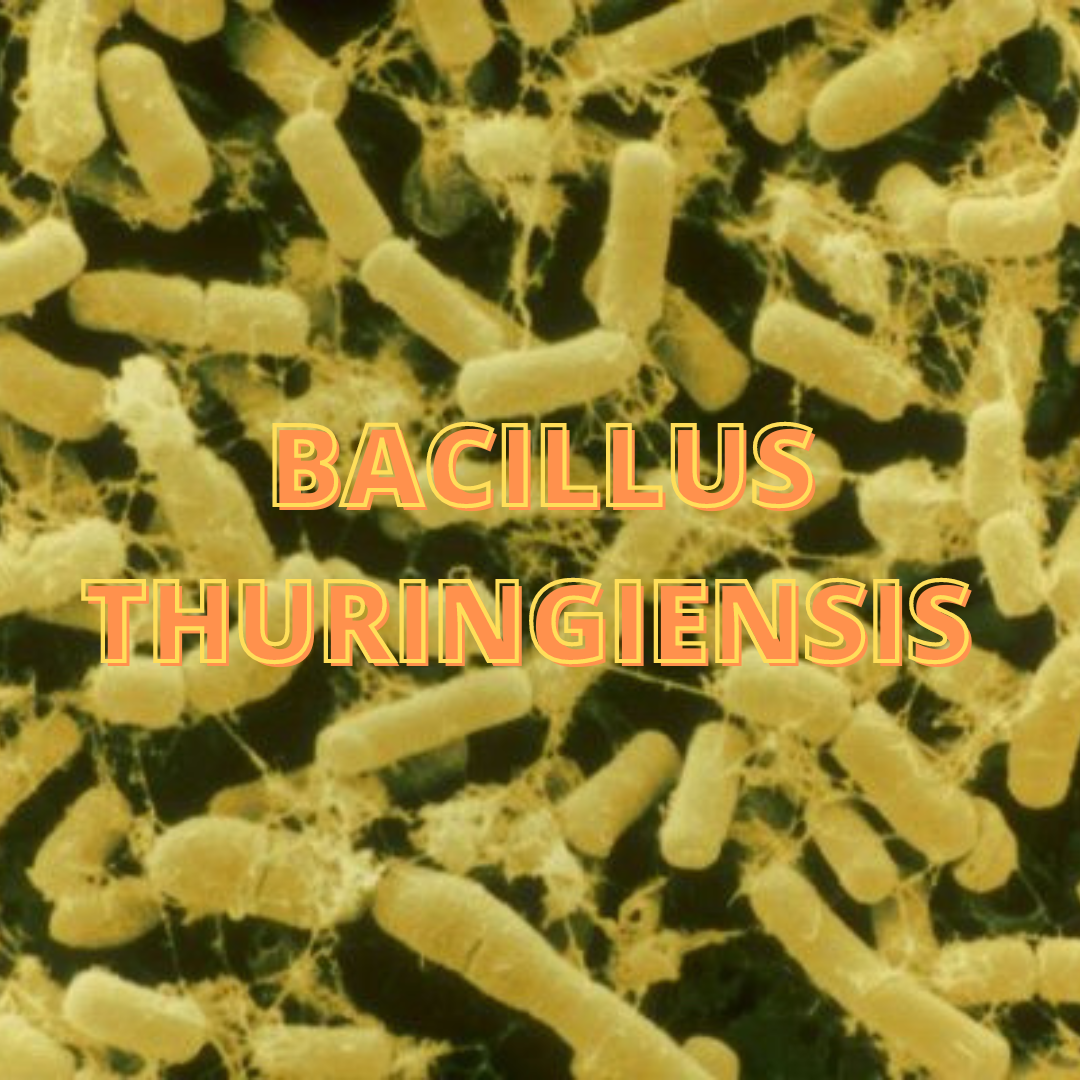 BACILLUS THURINGIENSIS