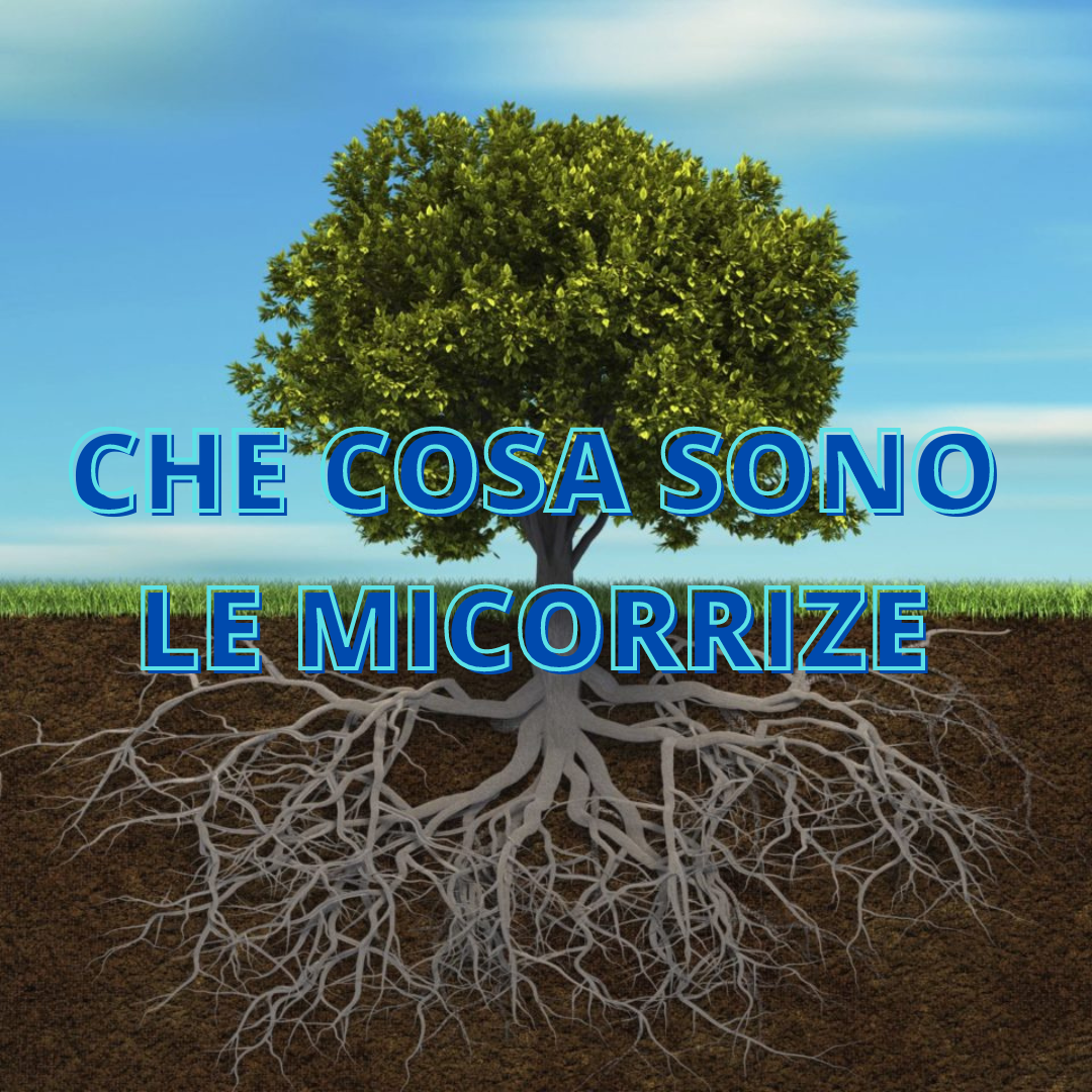 Cosa sono le Micorrize