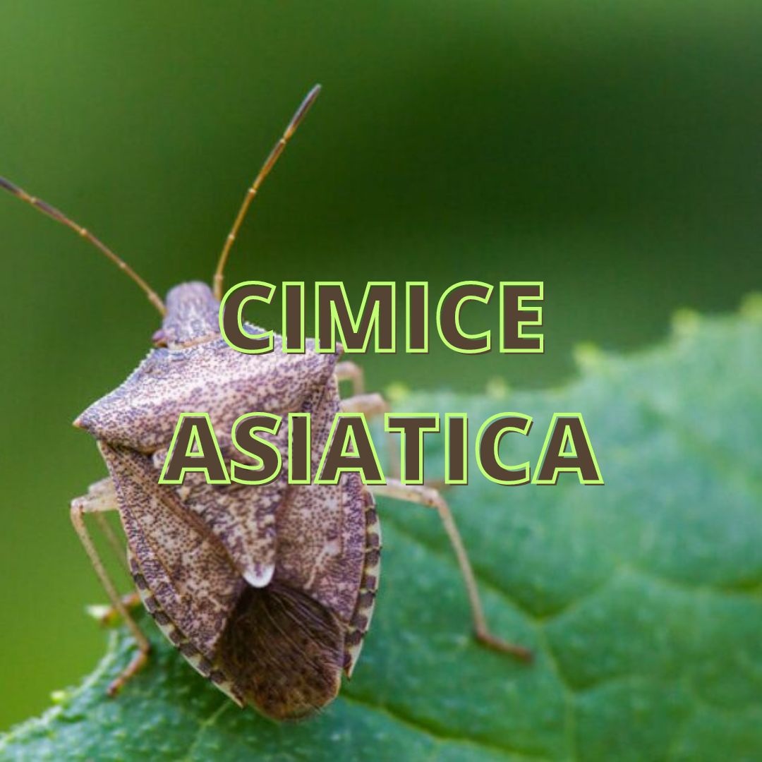 Cimice Asiatica