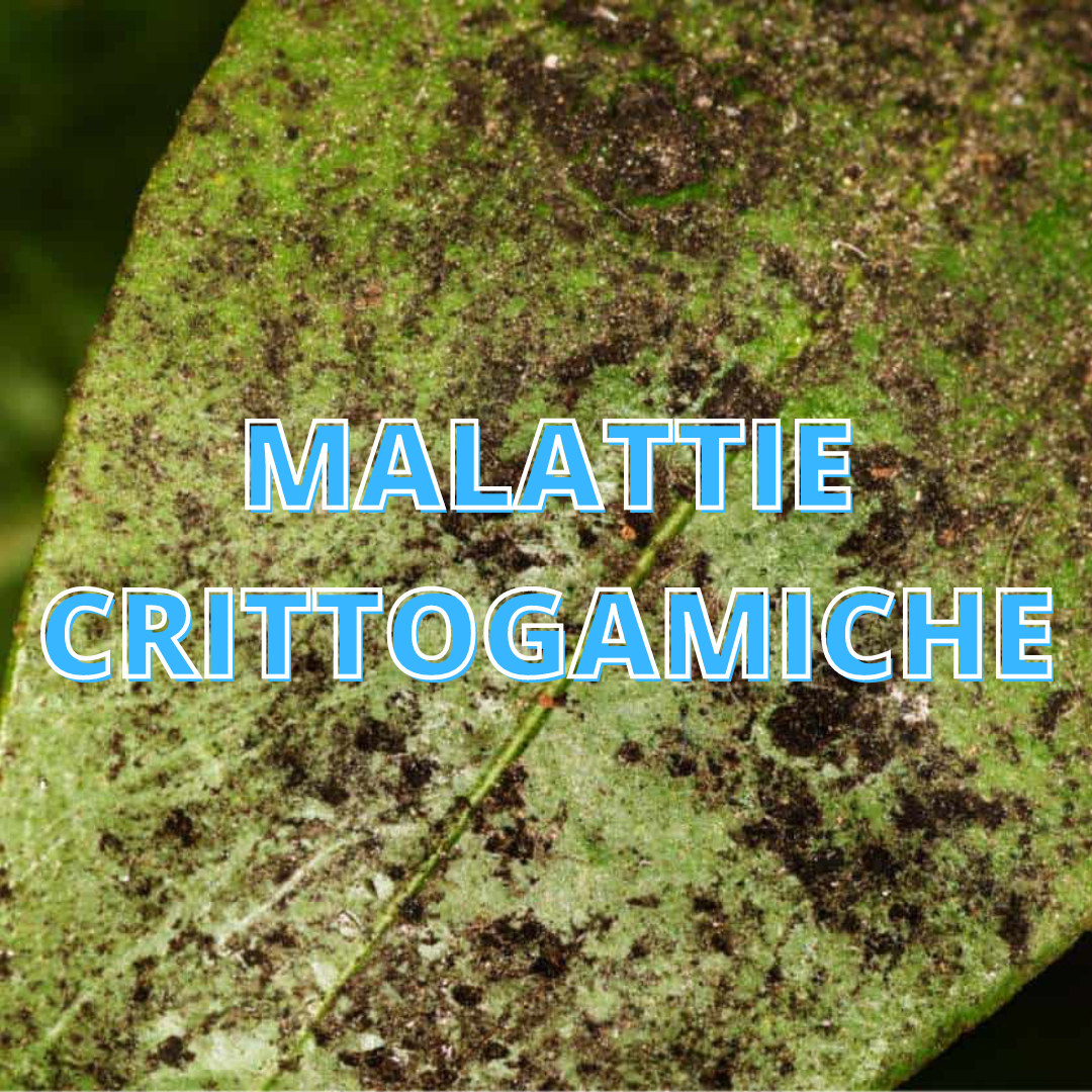 Malattie Crittogamiche