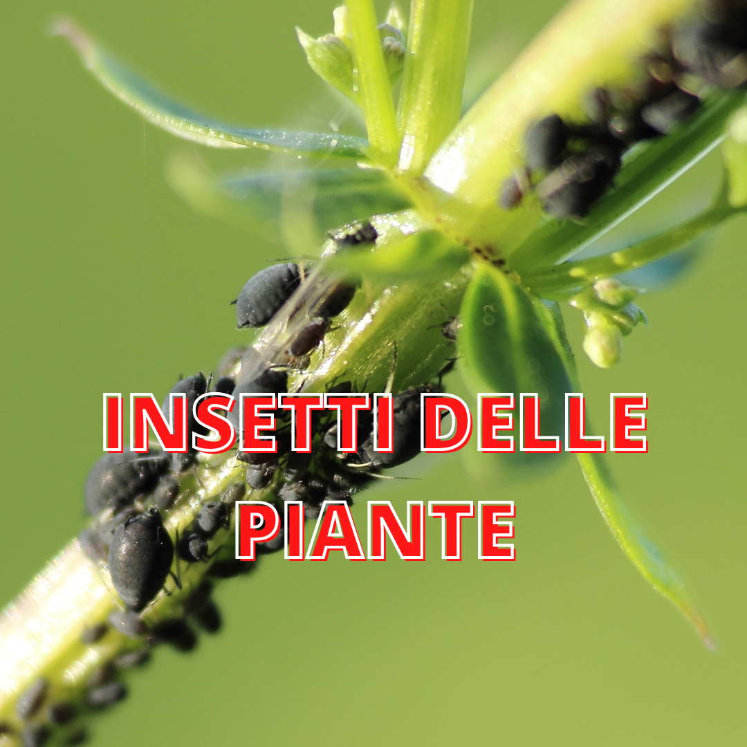 INSETTI DELLE PIANTE