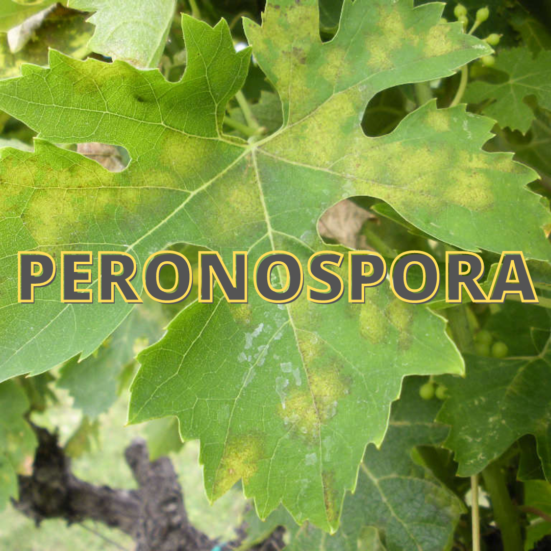 Peronospora