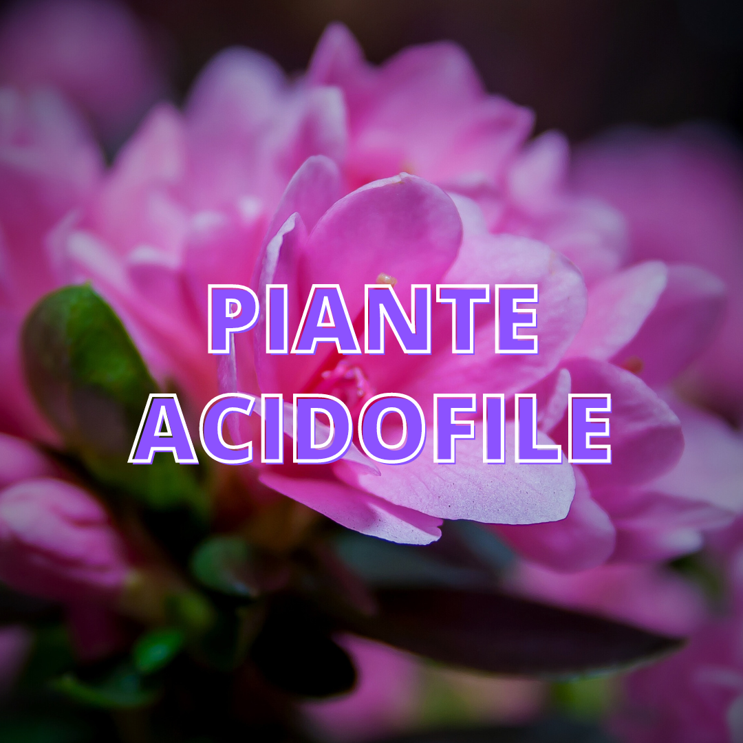 Piante Acidofile