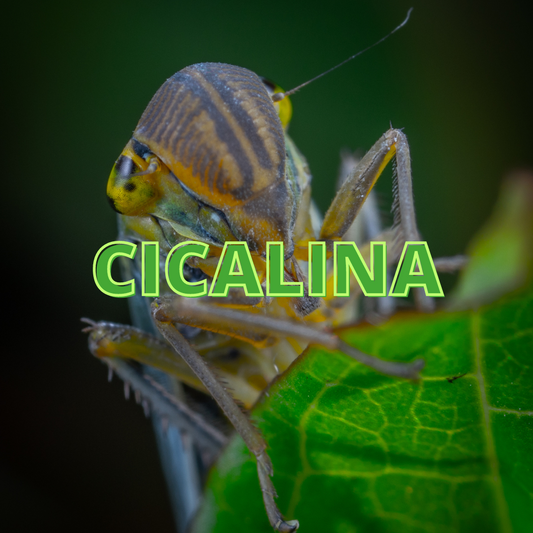 Cicalina