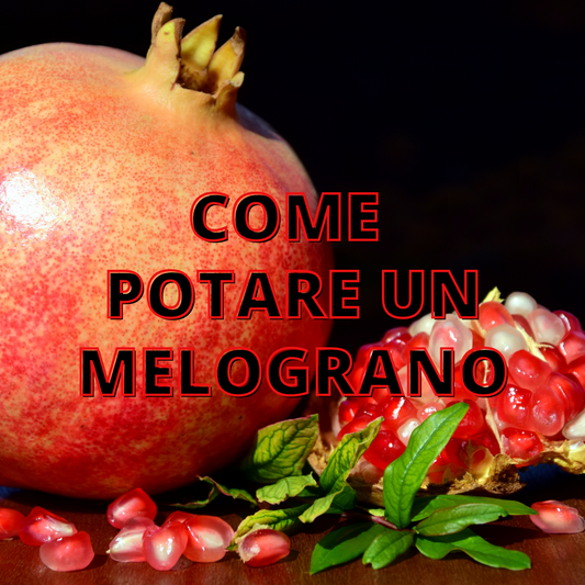 Come Potare un Melograno