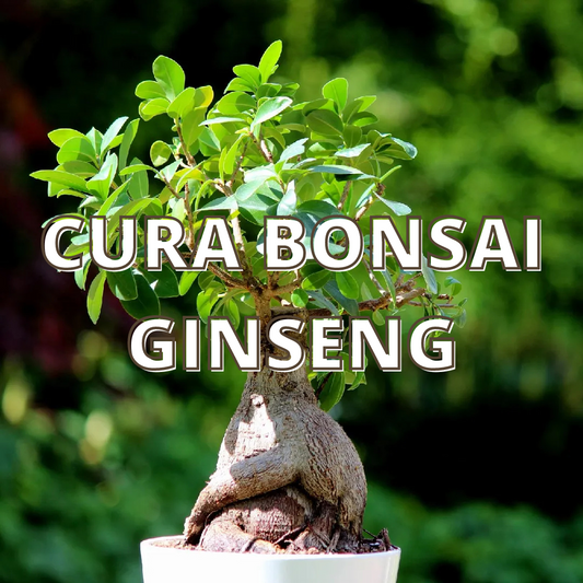 Cura Bonsai Ginseng