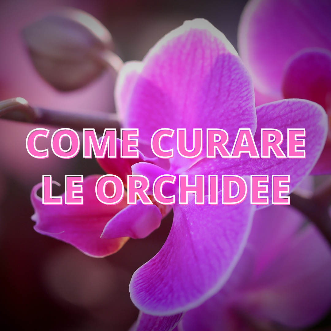 Come Curare le Orchidee