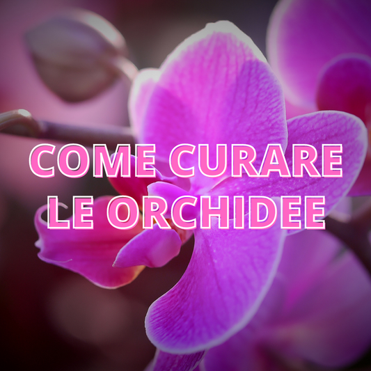 Come Curare le Orchidee