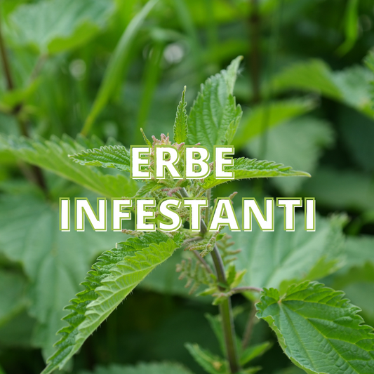 Erbe Infestanti