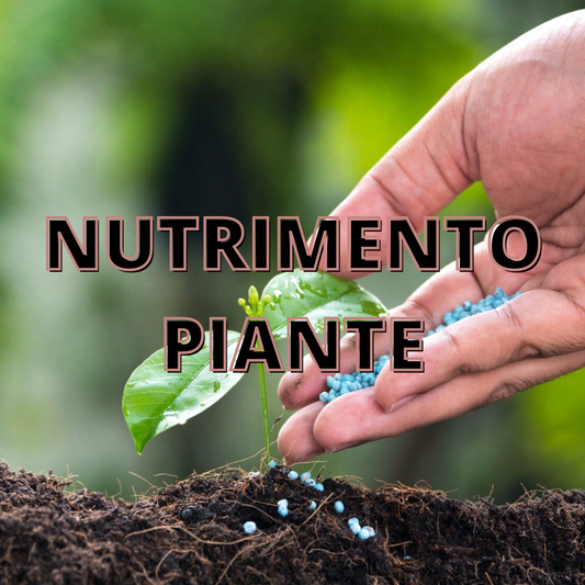 Nutrimento Piante