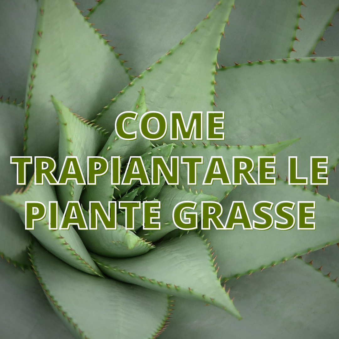 Come Trapiantare le Piante Grasse