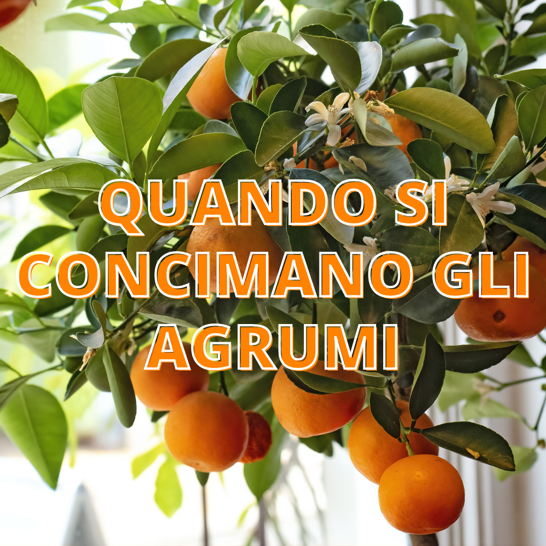 Quando si Concimano gli Agrumi