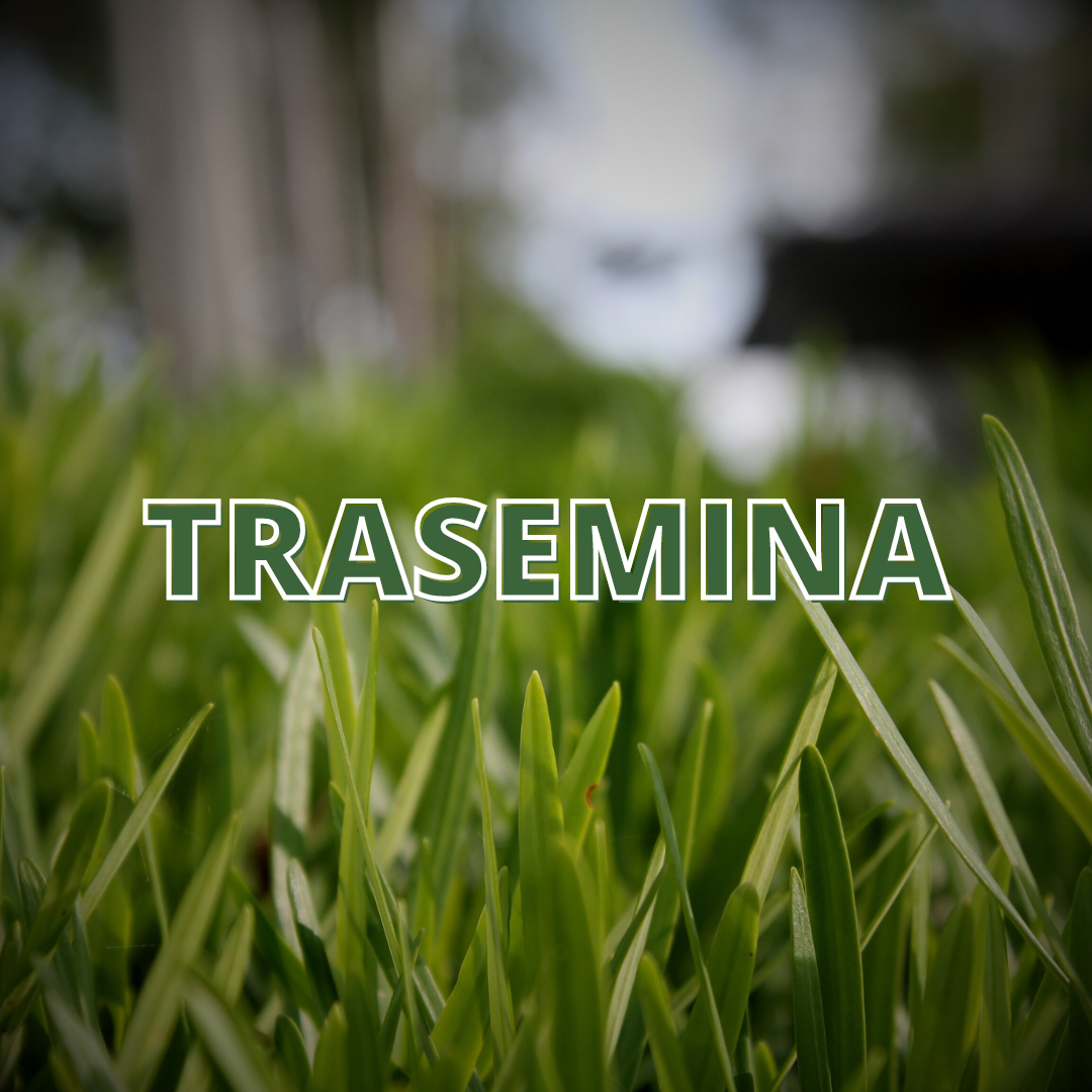 Trasemina