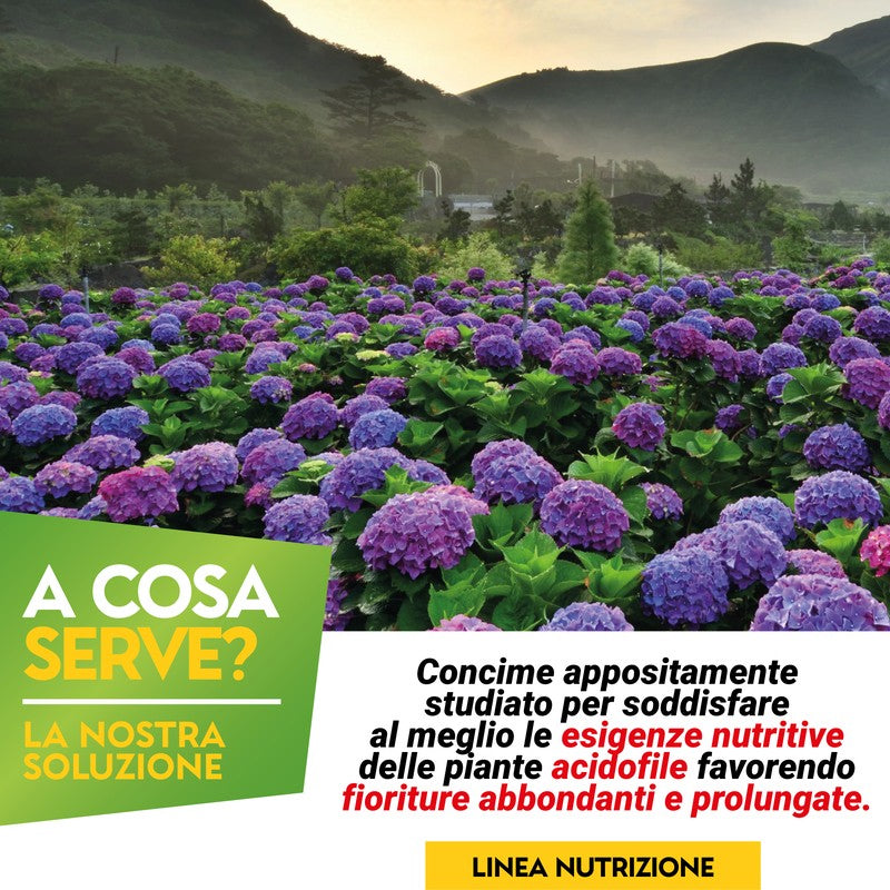 Concime per Ortensie