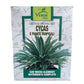 VERDE VIVO CYCAS